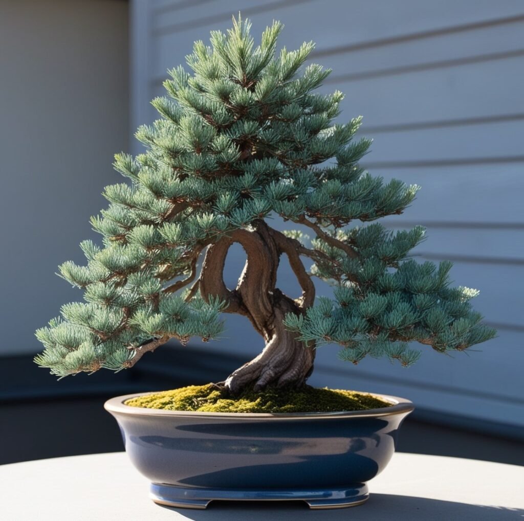 Bonsai blue star juniper picture