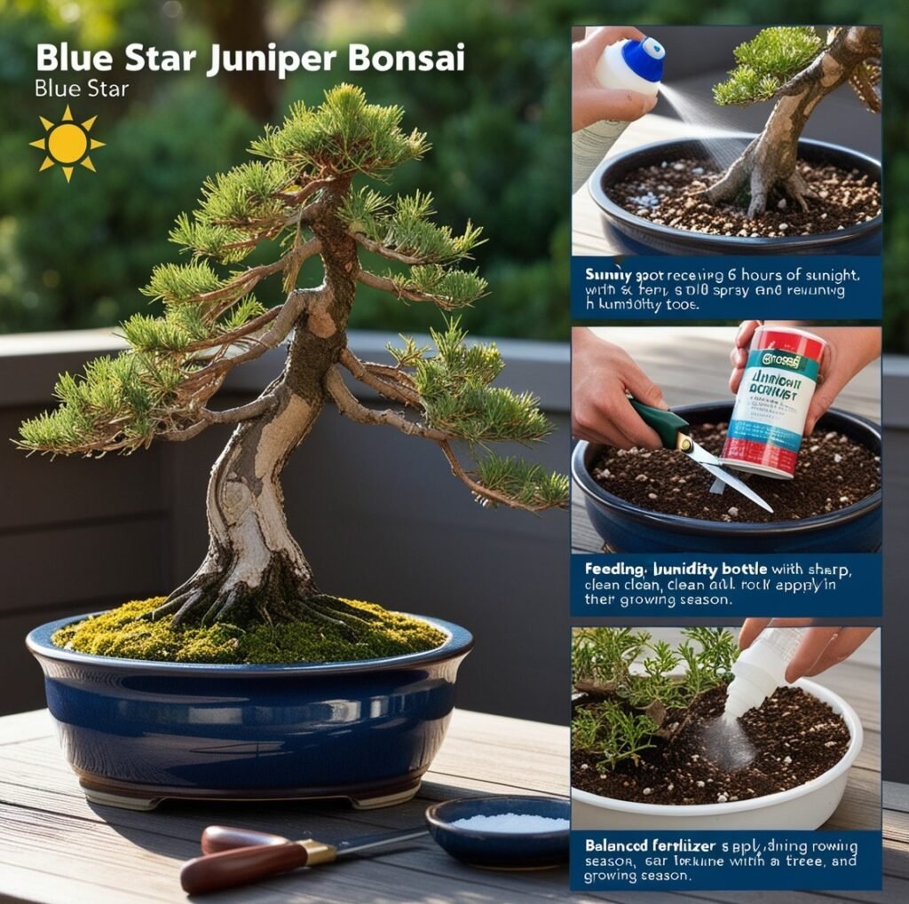 Bonsai blue star juniper