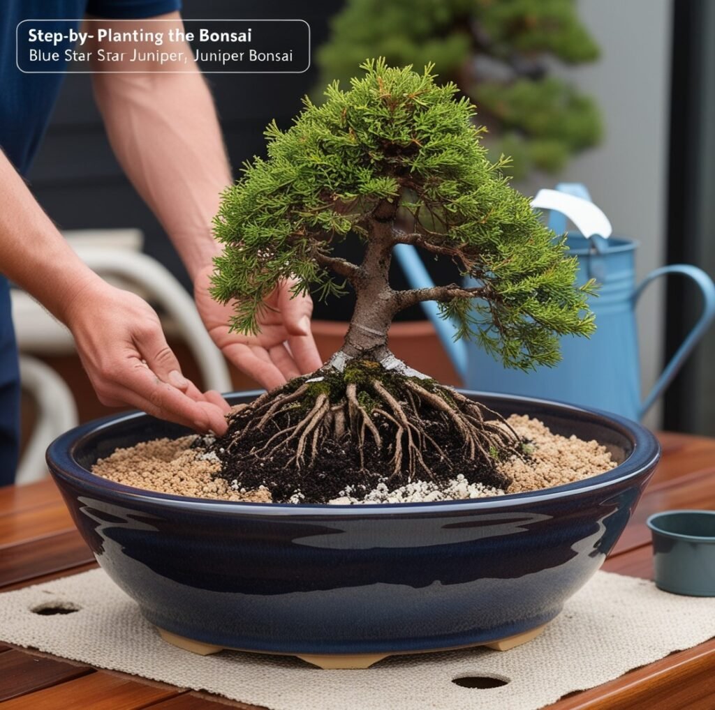 Bonsai blue star juniper