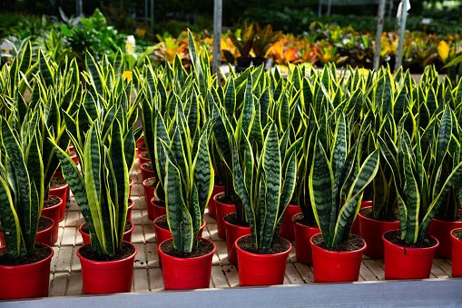 laurenti snake plant picture