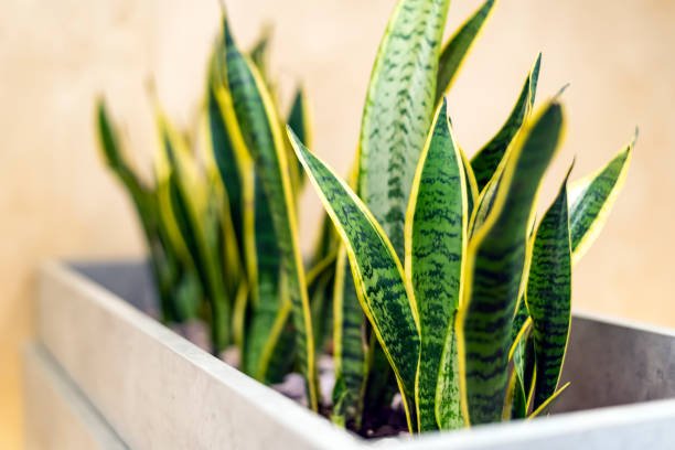 laurenti snake plant picture